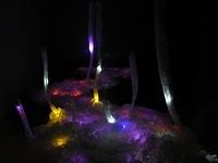 Garden of Light - STart